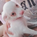 再募集！訳ありチワワの子犬生後半年