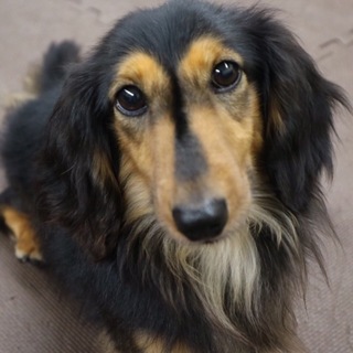 レオ（ダックスフンド）