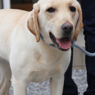 ラブラドール　6才女の子　～繁殖犬引退～