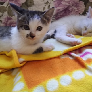 足跡ぺったんしてあげる！