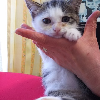 ひとりが苦手な淋しがり