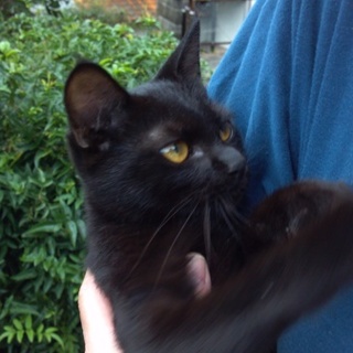 かわいい、金目のクロネコの子（オス）です。