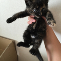 姉妹の中で唯一のサビ猫ちゃん！