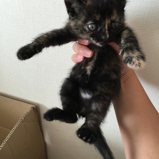 姉妹の中で唯一のサビ猫ちゃん！