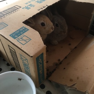 うさぎの赤ちゃん（ミニウサギ）