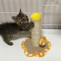 まめ