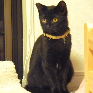 胸と腹が白い美しい黒子猫