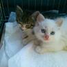 ふわふわ真っ白ちゃん サムネイル6