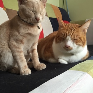 ブサかわな茶トラで、人見知り猫見知りしない子です！