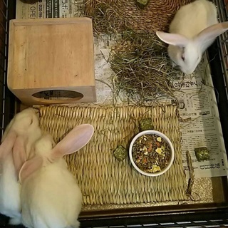 ジャンボうさぎ