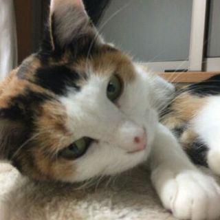 【トライアル決定】とっても甘えん坊三毛さん