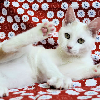 安定した性格★アリエルちゃん