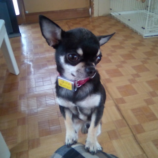 『リトルくん』　体重約3.5キロ　ストーキング犬