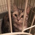 飼い主放棄のアメショさん2歳