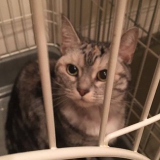 飼い主放棄のアメショさん2歳