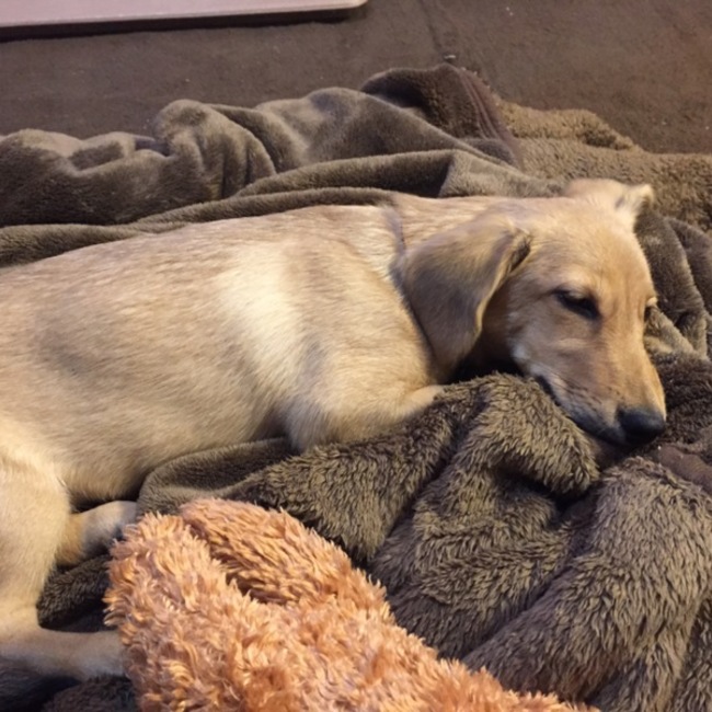 つよララのカバー写真