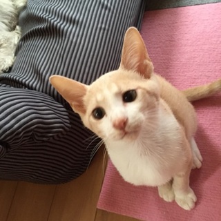 白×ベージュ　男の子　5か月くらいです♪