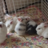 うさぎのふわもこ赤ちゃん サムネイル1