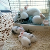 うさぎのふわもこ赤ちゃん サムネイル2