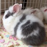 うさぎのふわもこ赤ちゃん サムネイル3
