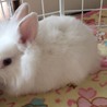 うさぎのふわもこ赤ちゃん サムネイル5