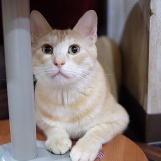 【はちみつ君】お膝大好き甘えん坊(*^^*)