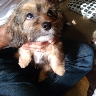 ミックス（ダックス　シーズー）3ヶ月　オス