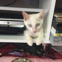 鍵尻尾 真っ白美猫