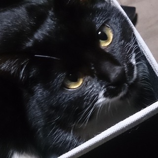 1歳女の子 白黒の靴下ねこさん！