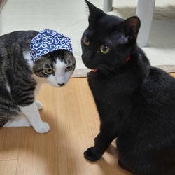 ドロボウスタイル