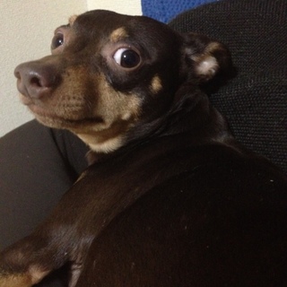 元気で走り回るわんぱく犬★飼い主に忠実な子です☆