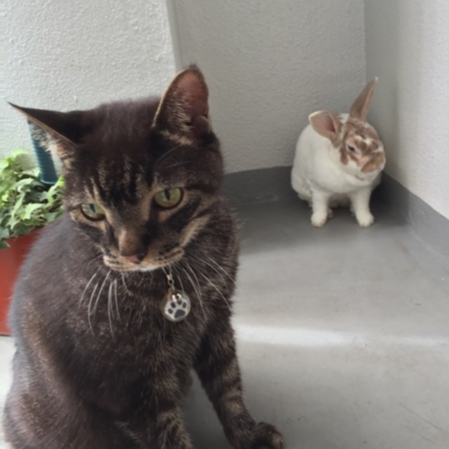 もしゃのカバー写真