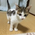 子猫の里親募集。