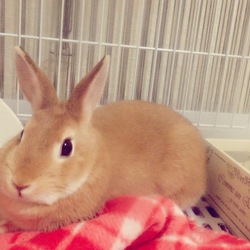 我が家のアイドル