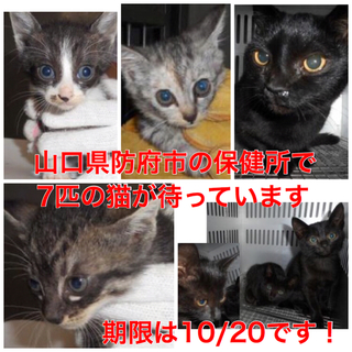 あと7匹残っています！