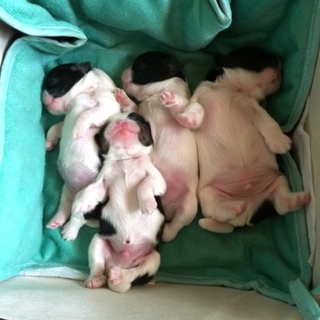 シーズー犬の赤ちゃん差し上げます★オス★