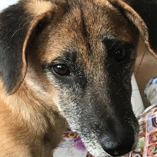 緊急！イケメンわんこ