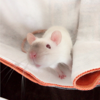 ファンシーラット♂(シールポイントシャム)里親募集