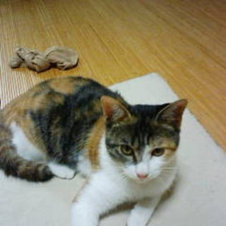 ４月生まれの三毛ちゃん