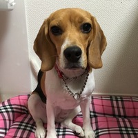 ピーナッツ