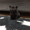 癒してくれる子猫を助けてあげてください。