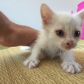 瞳が青い真っ白の子猫