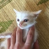 瞳が青い真っ白の子猫 サムネイル2