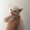 瞳が青い真っ白の子猫 サムネイル3