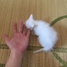 瞳が青い真っ白の子猫 サムネイル4
