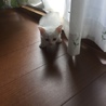 瞳が青い真っ白の子猫 サムネイル5