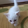 瞳が青い真っ白の子猫 サムネイル6