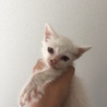 瞳が青い真っ白の子猫 サムネイル7