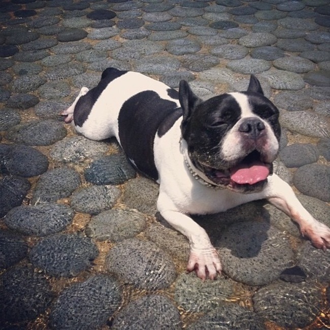 yuriporcのカバー写真