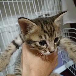 赤ちゃん猫たち